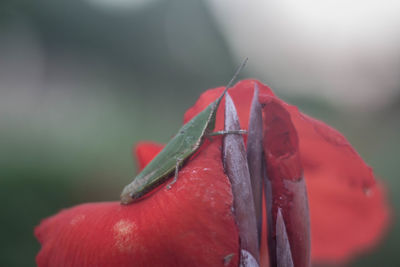 Close-up of red fruit on plant