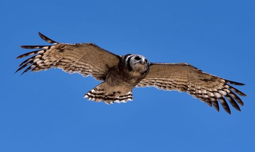 Low angle view of owl flying against clear blue sky