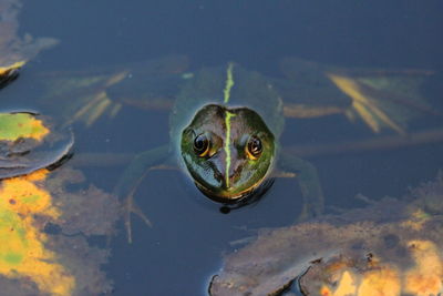 Portrait of turtle in sea