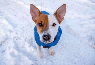 Portrait of dog on snow field