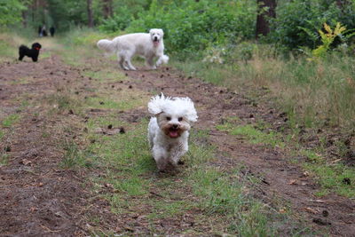 Portrait of dog running on grass