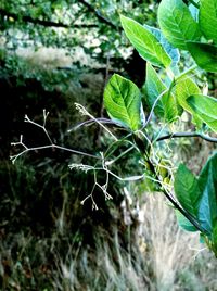 Close-up of fresh green plant