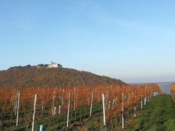 Scenic view of vineyard against sky