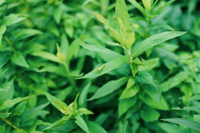 Close-up of fresh green leaves