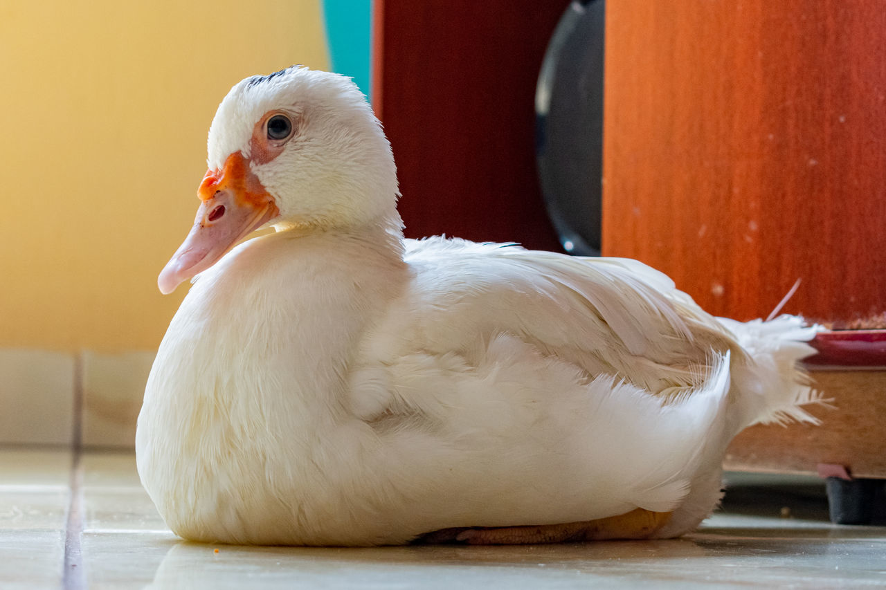 CLOSE-UP OF A WHITE DUCK