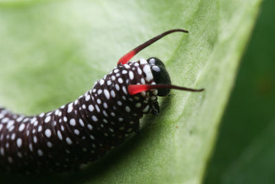 Close-up of insect on leaf