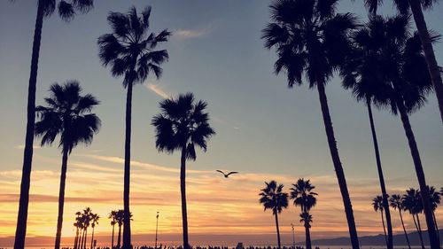 Silhouette palm trees at beach during sunset