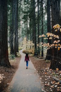 Rear view of woman walking amidst trees in forest