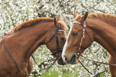 Horses in ranch