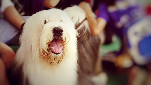 Close-up of dog sticking out tongue