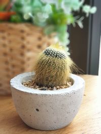 Close-up of cactus in pot