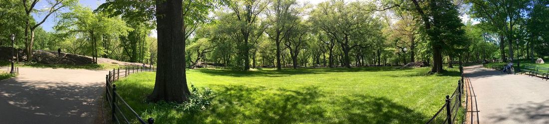 Trees on grassy field