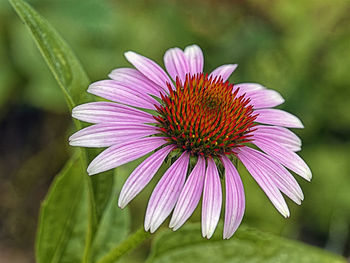 Close-up of purple flower