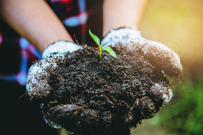 Close-up of hand holding plant