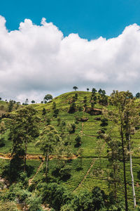 Trees on landscape against sky