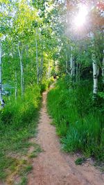 Footpath amidst trees in park
