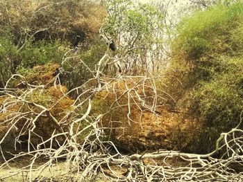 View of bare trees in forest