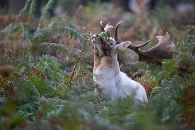 View of deer standing on land