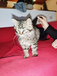 Full length of cat on bed at home