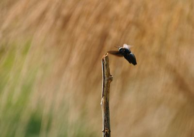 View of bird perching on wood