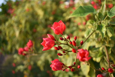 Close-up of pink flowers blooming outdoors