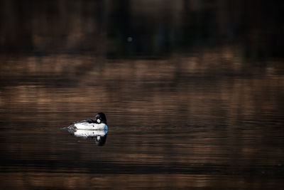 Duck swimming in lake