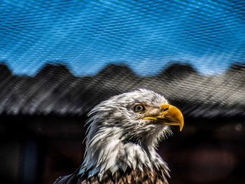 Close-up of a bird looking away