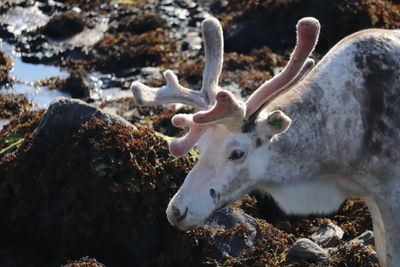 Reindeer norway