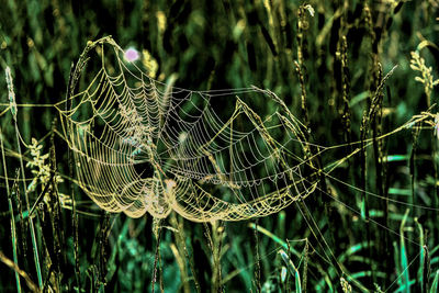 Close-up of spider web on plant in field