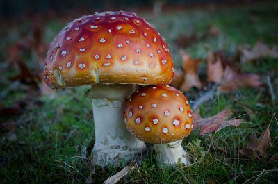 Close-up of fly agaric mushroom on field