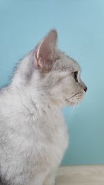 Close-up of cat looking away