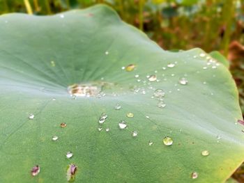 Close-up of water drops on leaves