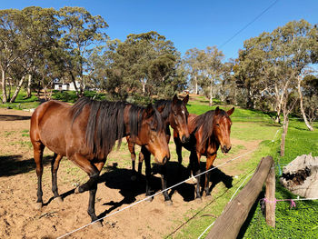 Horses on field against sky