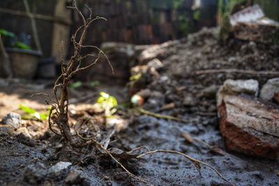 Close-up of dead plant on field