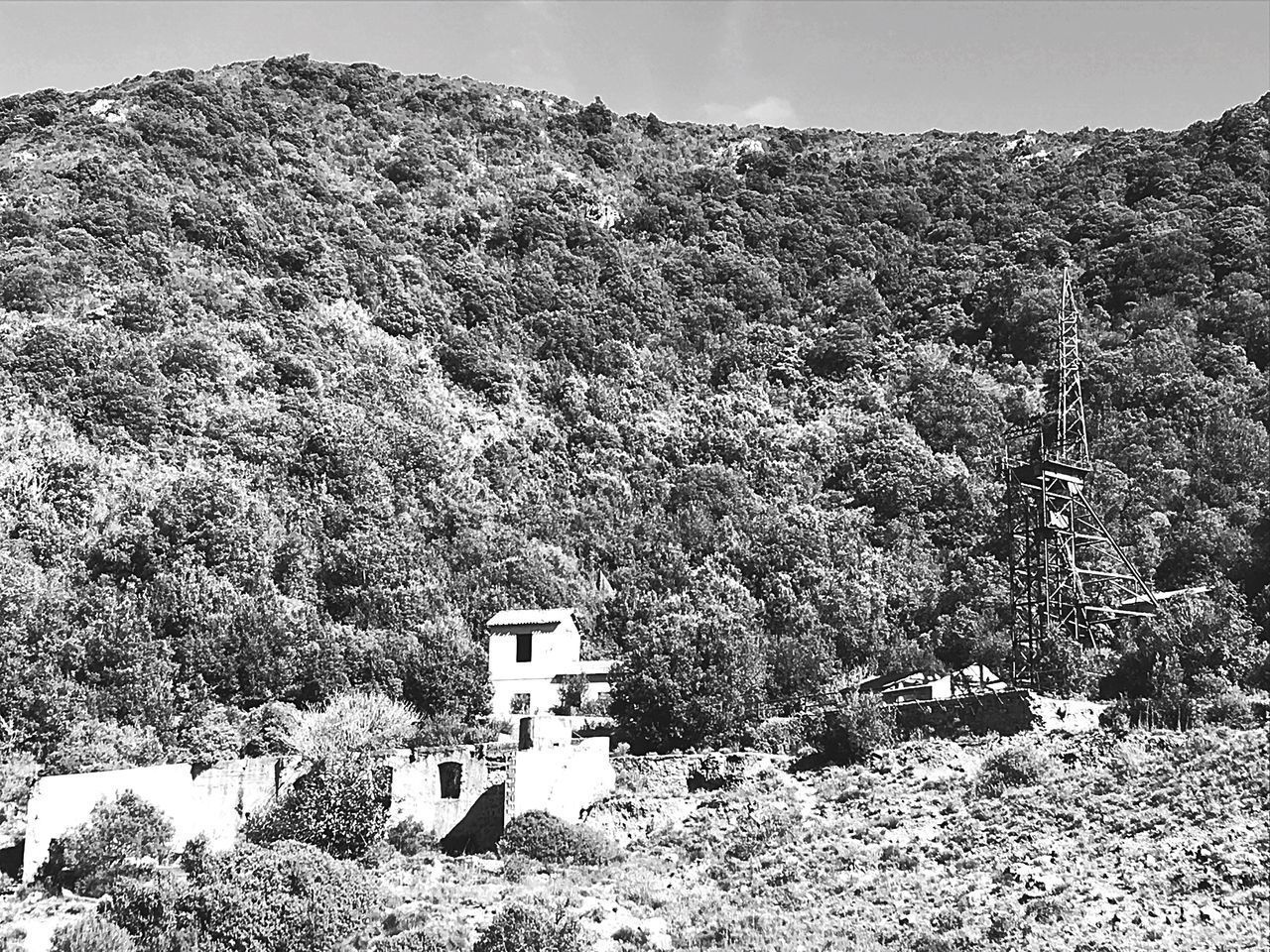 PLANTS GROWING ON LAND BY BUILDINGS