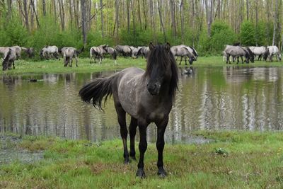 Horses grazing on lake