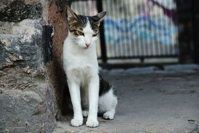 Cat sitting outdoors