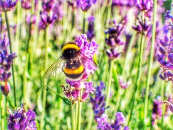 Close-up of bee on purple crocus flowers