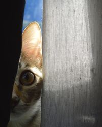 Close-up portrait of cat