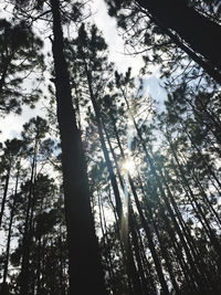 Low angle view of bamboo trees in forest