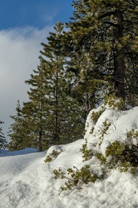 Low angle view of trees on snow covered landscape