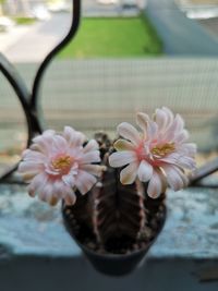 Close-up of flowering plant