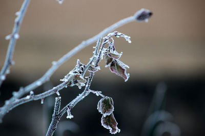 Close-up of frozen plant