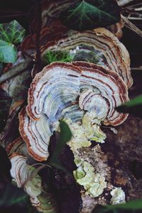 Close-up of mushroom on tree