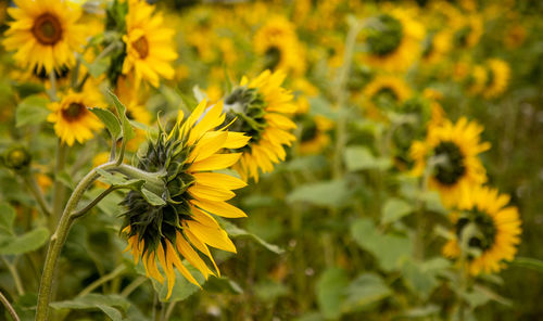 Close-up of yellow flowering plant on field