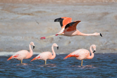 Flock of birds on the sea