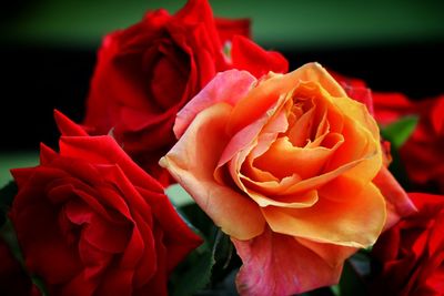 Close-up of red rose