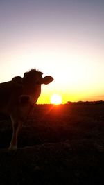 Dog standing on field during sunset