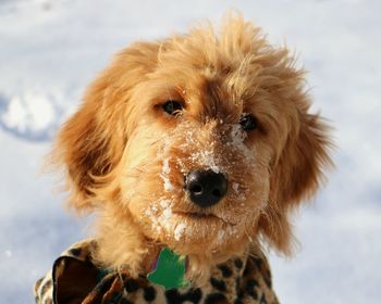 Close-up portrait of goldendoodle during winter