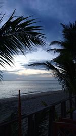 Palm trees on beach against sky